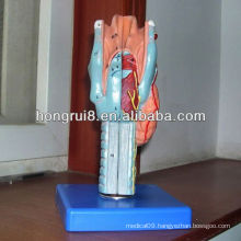 ISO Laryngeal Anatomical model, Medical Larynx model, human larynx model